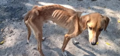 Um dos cães resgatados estava pele e osso: crueldade
