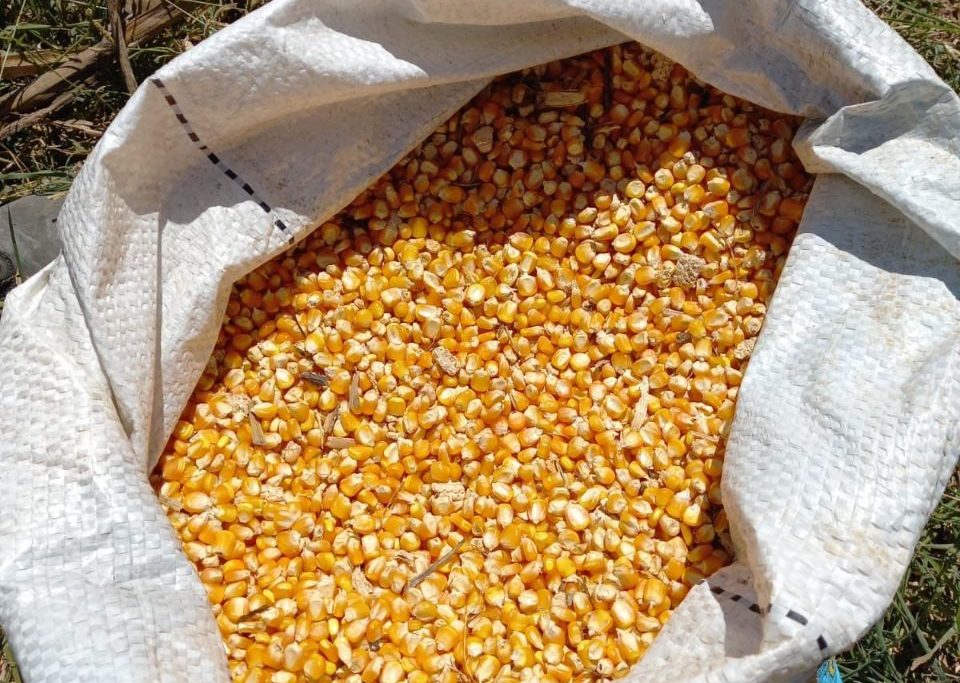A data incentiva o cultivo, consumo e produção de um dos cereais mais nutritivos do mundo